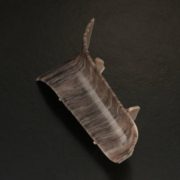 Угол Ройс 58 внутр Дуб Каменный 823 (У)