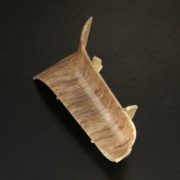 Угол Ройс 58 внутр Дуб Летний 819 (У)