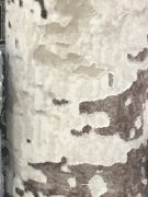 Ковровые дорожки Aylin 1,5м 5713 А